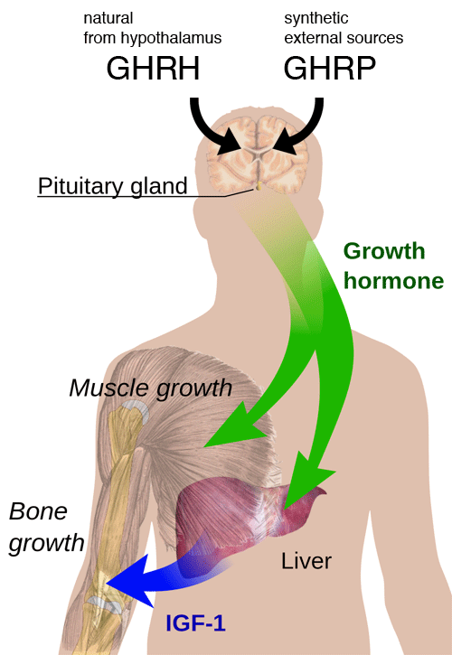 GnRH structure